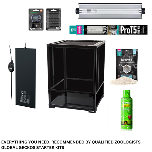 Tree Frog Customisable Starter Kit - GGSKTF | GlobalGeckos.co.uk